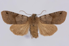 Agrochola litura