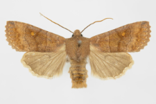 Eupsilia transversa