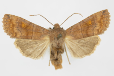Eupsilia transversa