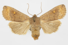 Eupsilia transversa