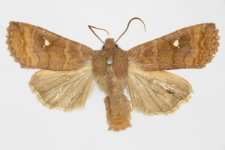Eupsilia transversa