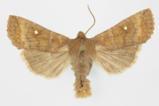 Eupsilia transversa