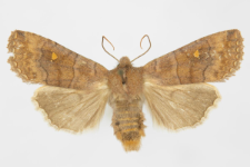 Eupsilia transversa