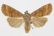 Eupsilia transversa