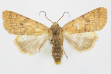 Agrochola circellaris