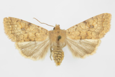Agrochola circellaris