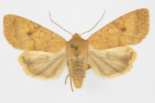 Agrochola circellaris