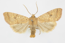 Agrochola circellaris