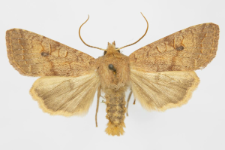 Agrochola circellaris
