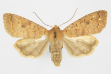 Agrochola circellaris