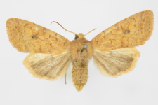 Agrochola circellaris
