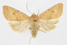 Agrochola circellaris