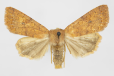 Agrochola circellaris