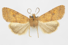 Agrochola circellaris
