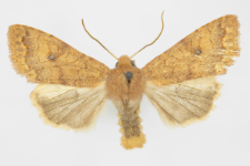 Agrochola circellaris