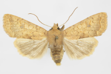 Agrochola circellaris