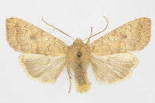Agrochola circellaris