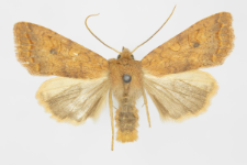 Agrochola circellaris