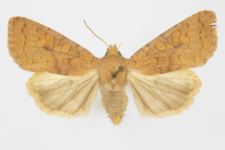 Agrochola circellaris