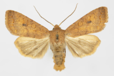 Agrochola circellaris