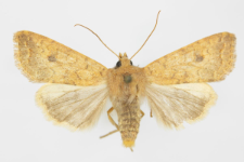 Agrochola circellaris