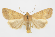 Agrochola circellaris