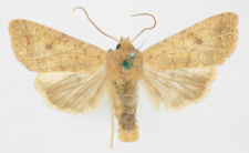 Agrochola circellaris
