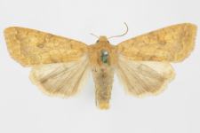 Agrochola circellaris