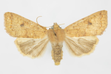 Agrochola circellaris