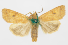 Agrochola circellaris