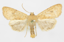Agrochola circellaris