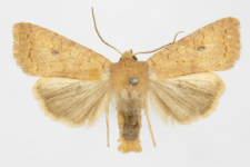 Agrochola circellaris