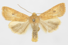 Agrochola circellaris