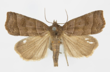 Ipimorpha retusa