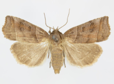 Ipimorpha retusa