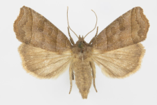 Ipimorpha retusa