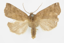 Ipimorpha retusa