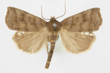 Ipimorpha retusa