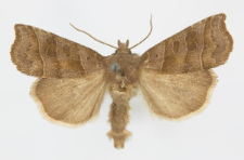 Ipimorpha retusa