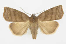 Ipimorpha retusa