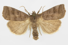 Ipimorpha retusa