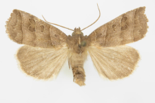 Ipimorpha retusa