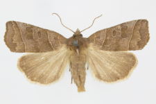 Ipimorpha retusa