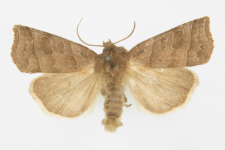 Ipimorpha retusa