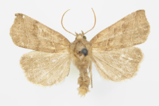 Ipimorpha retusa