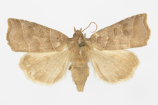 Ipimorpha retusa