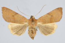 Agrochola helvola