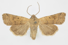Agrochola lychnidis