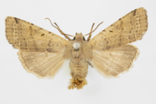 Agrochola lychnidis
