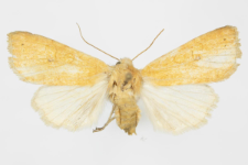 Xanthia gilvago